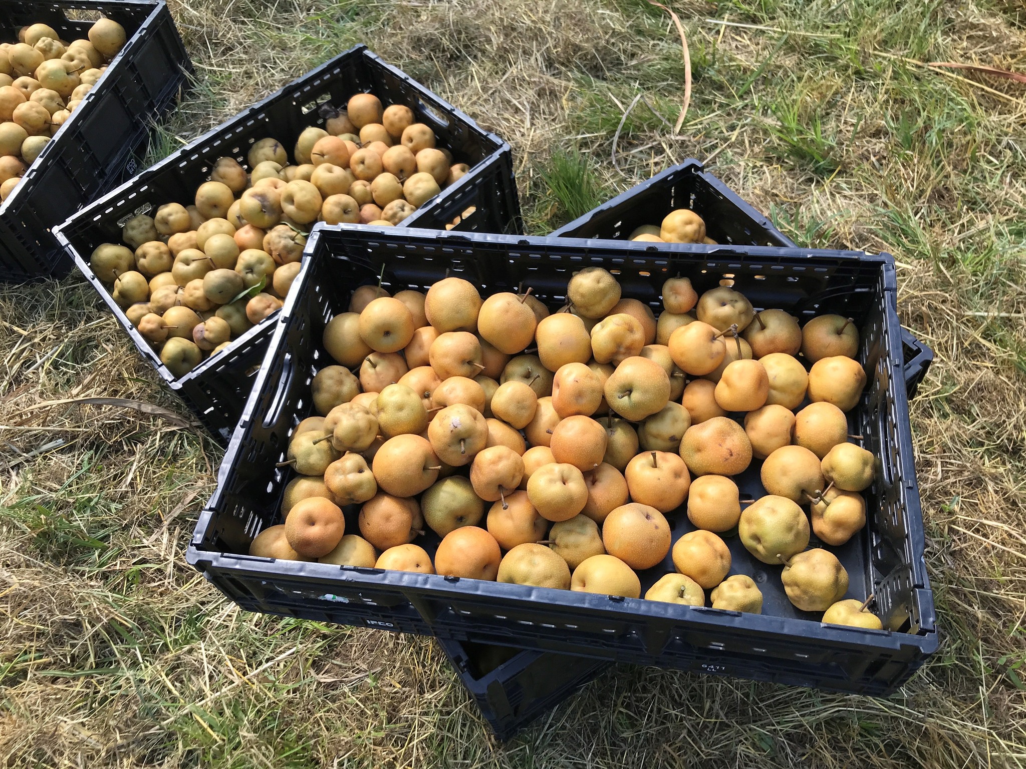 Baskets of giant Korean Pears 