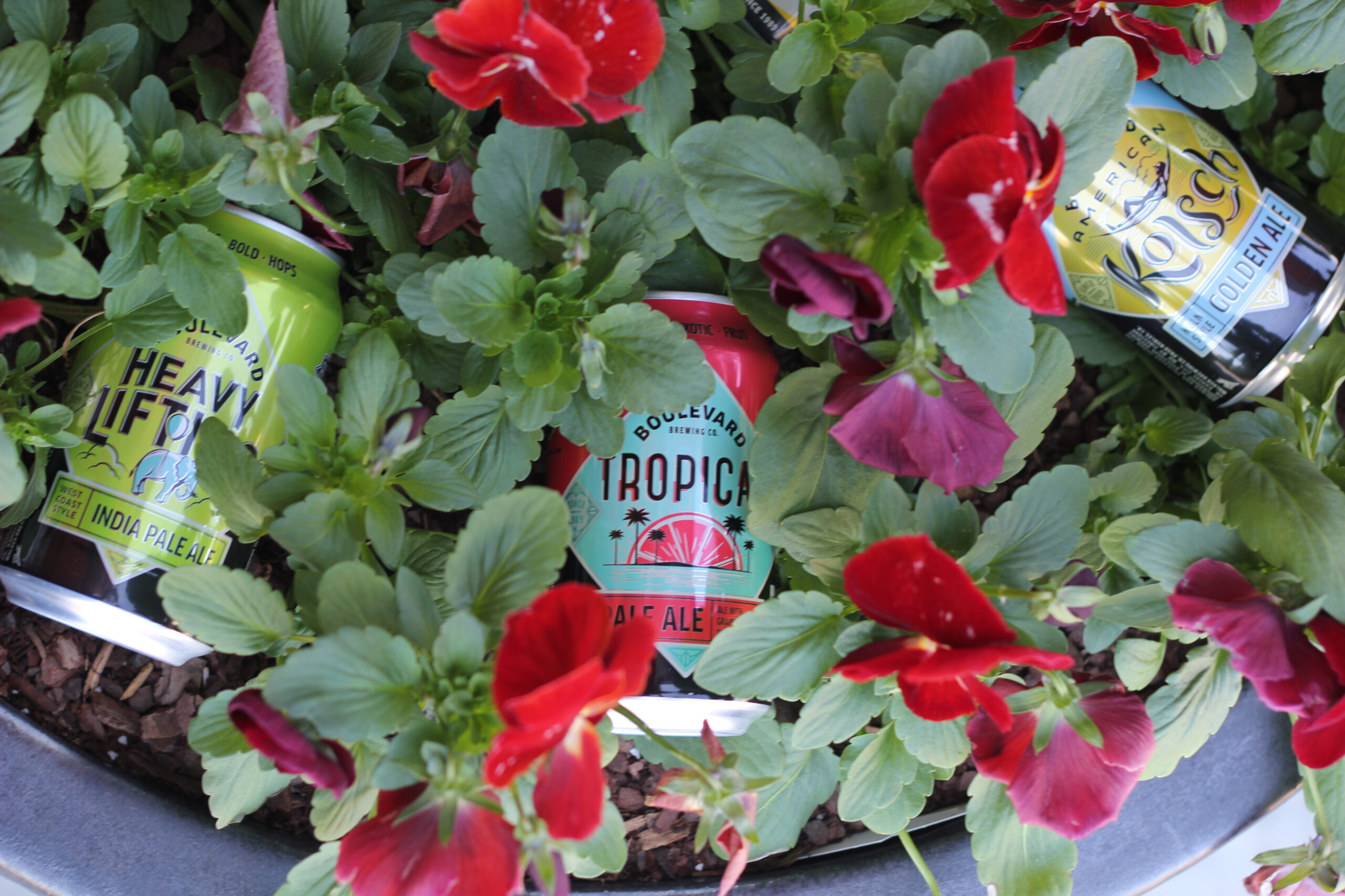 Cans of Boulevard Brewing Co. beers, including "Heavy Lifting" and "Tropica," are nestled among vibrant red pansies and green leaves in a garden setting.