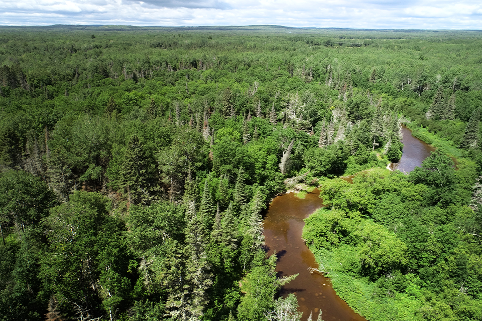 Aerial view of a dense green forest with a narrow, winding brown river flowing through it under a cloudy sky.