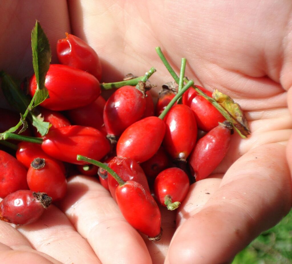 A close-up of two hands holding a handful of bright red rose hips with green stems, outdoors in natural light—perfect ingredients for a brewhouse one infusion.